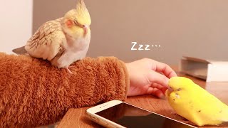 食べて遊んで寝るセキセイインコとオカメインコ Cockatiel budgerigar