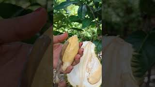 Belah duren #shortsviral