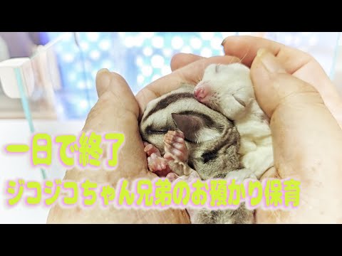 第2回③【バレンタインオリジナル生地】＊ころんと日和＊フクロモモンガ＊小動物 第2回④【バレンタインオリジナル生地】＊ころんと日和