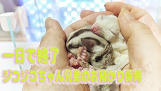 Daycare for the Jikojiko flying squirrel brothers ends in