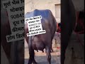 मुर्रे भैंस 🐃 विकणे आहे  दुध 14लिटर दोन टायमाचे  4 दात   वेत 2 रे किंमत 65000 मो.9084521153📞
