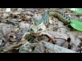 Garter snake eats frog (1 of 2)