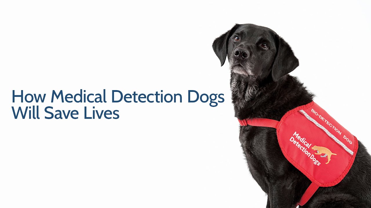 How Medical Detection Dogs Will Save Lives YouTube