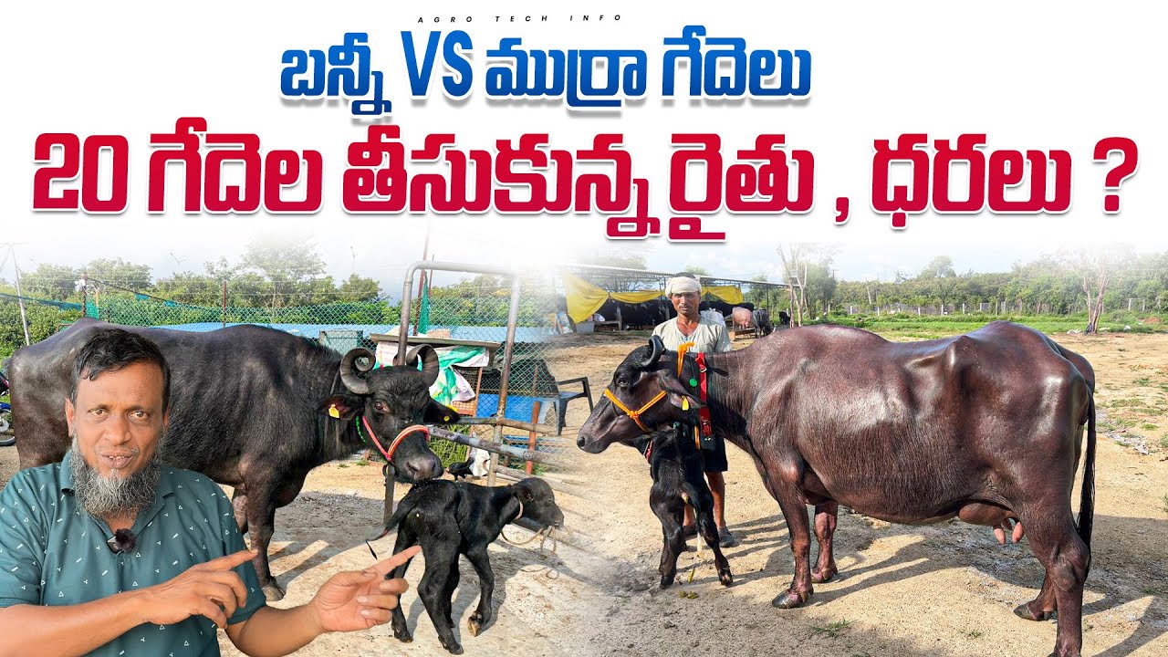 20 ముర్రా గేదెలు గేదెల తీసుకున్న రైతు , ధరలు ? || Murrah , Bunni Buffaloes In Mazhar Dairy Farm