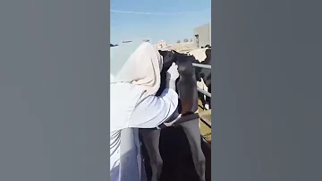 لن تتخيل ماذا تقوم به هذه الطبيبة البيطرية 