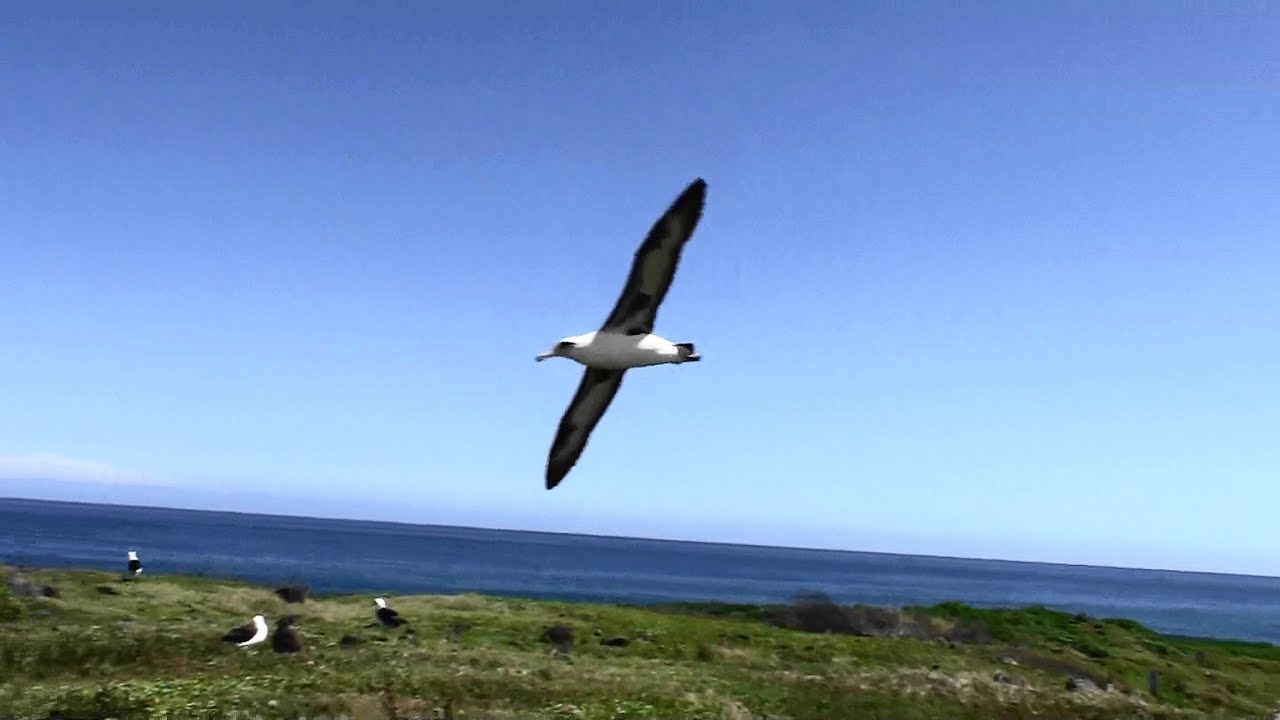 カエナ ポイント の コアホウドリ Laysan Albatross Kaena Point O Ahu ぶらり旅ハワイ Youtube