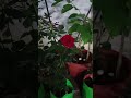 My beautiful garden 🪴🪴🌳☘️🍀