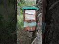 рои пчел 2021