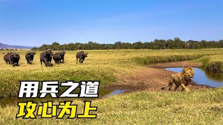 兵不厭詐：水牛大軍渡河，雄獅埋伏一夜，只待天亮擊其半渡