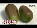 《科技苑》 20180312 软枣其实是个“桃” | CCTV农业