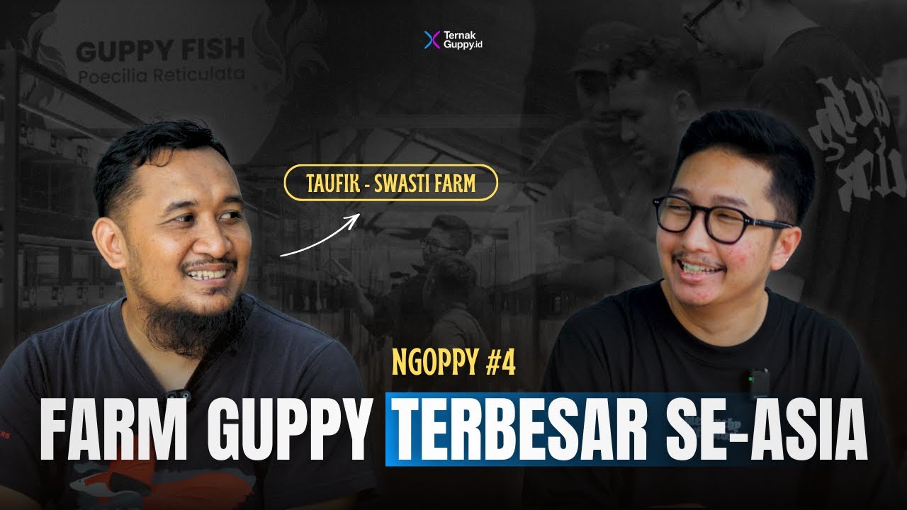 Farm Guppy Terbesar se-Asia di Indonesia?! | Belajar Ternak & Bisnis Guppy bareng Swasti Farm