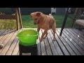 Very best Fake Throw Ball Adorable Dog Referrals