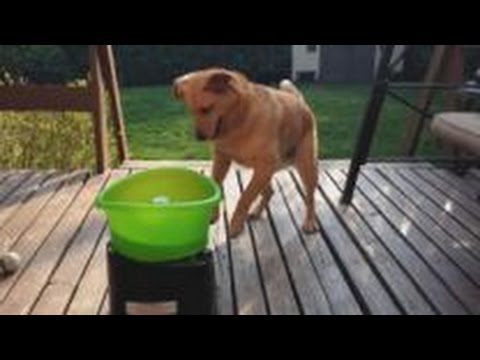 self loading dog ball thrower