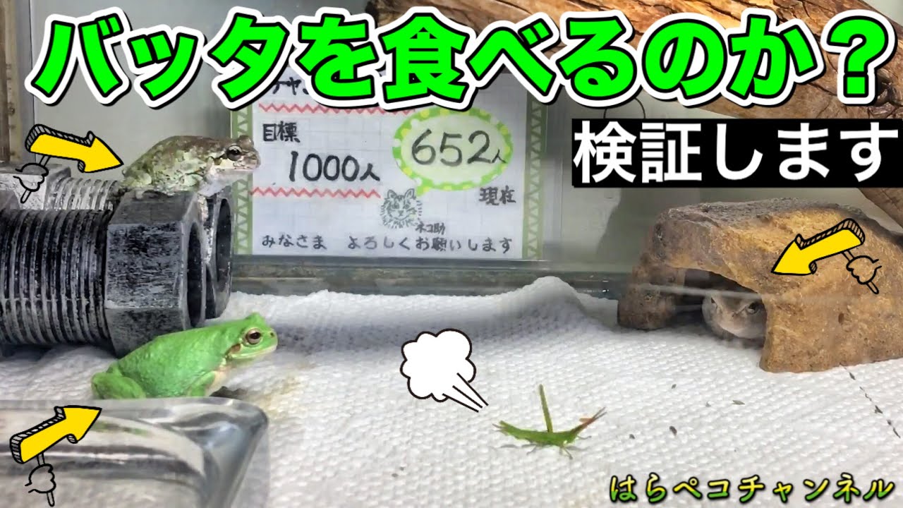 アマガエルはバッタを食べるのか検証してみた Youtube