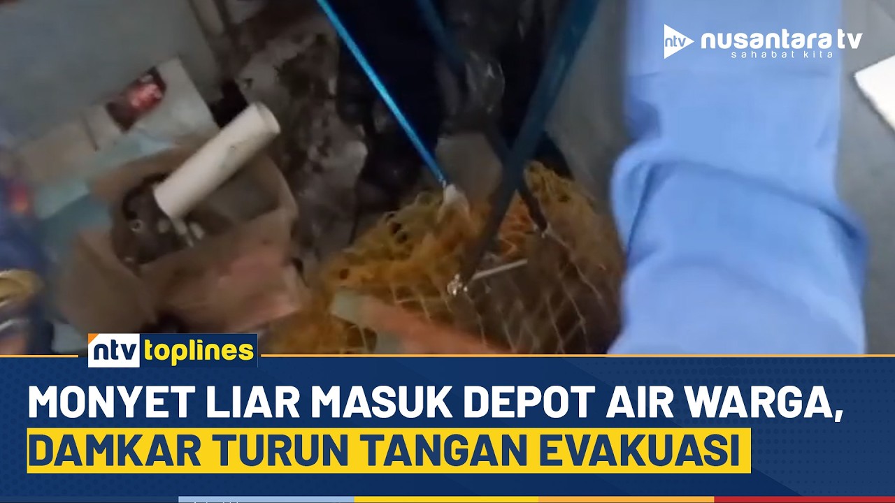 [LIVE] Monyet Liar Masuk Depot Air Warga, Damkar Turun Tangan Evakuasi | NTV TOPLINES