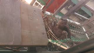 斑鳩寶貝(Baby Dove)0825(3)