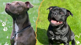 Top 3 Possible Ancestors Of The American Pit Bull Terrier