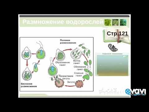 Размножение споровых растений. Биология в стихах 6 класс.