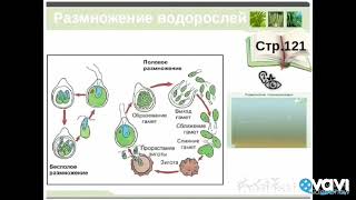Размножение споровых растений. Биология в стихах 6 класс. Размножение споровых растений. Биология в стихах 6 класс.