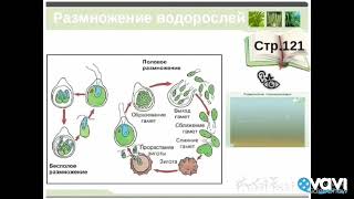 Размножение споровых растений. Биология в стихах 6 класс.