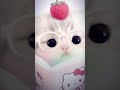terpesona dengan kucing ( jangan lupa subscriber )