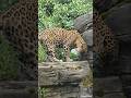 Jaguar The Silent killer of the Jungle.. shorts#nature#jaguar#