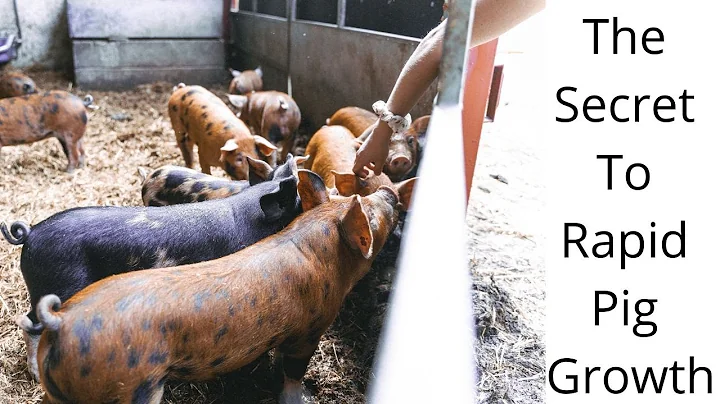 The Secret To Rapid Pig Growth