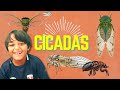Leos animal planet  everything you need to know about cicadas