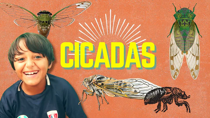 Leo's Animal Planet - Everything you need to know about cicadas!