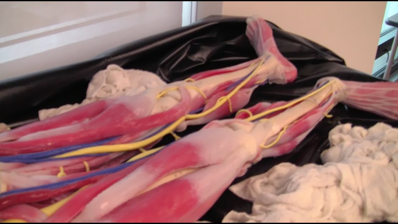 New Synthetic Human Cadavers at URI YouTube
