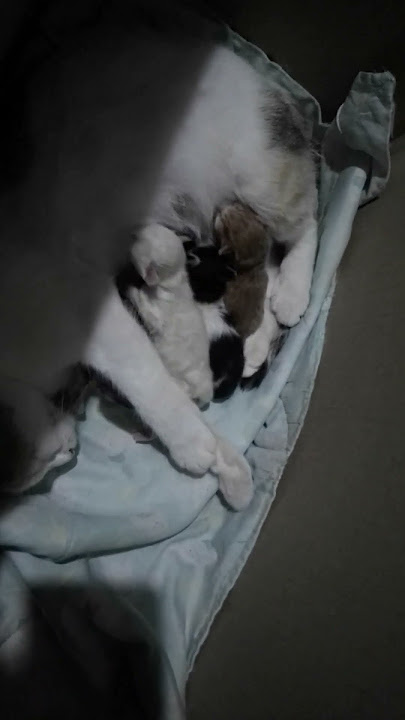 mama muda menyusui