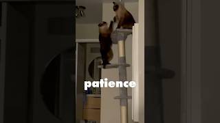 Top Perch. Non-Negotiable. 😸#siamesecats #catfight #kucing #猫のいる生活