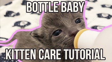 How to Care for a Bottle Baby Kitten
