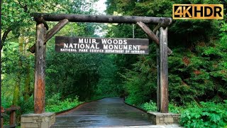 4K | Muir Woods National Monument | California | Redwood Creek Trail | Hike