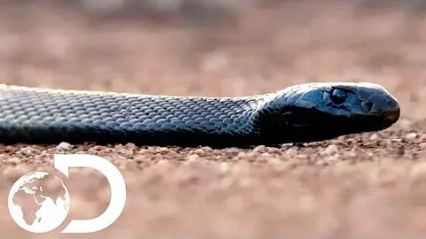 The Most Venomous Snakes in the World | Modern Dinosaurs