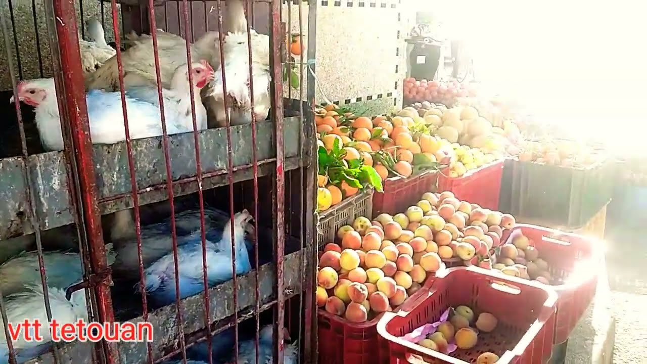 اجواء رمضان في سوق كويلما تطوان🍓🍎🍉🍊🌶🍒🍅🥑🌽🥖🥐🍞🐟🐟🐟