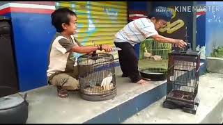 Download Lagu Si Kudal Si Kudil nyoo manuk Jawara Pikaseurieun MP3