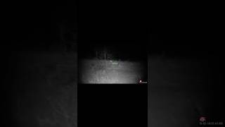 A17 2...fox 0 #youtubeshorts #savageA17 #icoteccaller #ATNscopes #nightvision #thermal #wickedlights