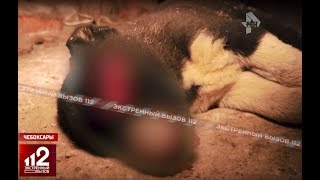Окровавленные тела собак... Окровавленные тела собак...