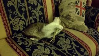 Download Lagu El gato Mugro MP3 Download Lagu El gato Mugro MP3