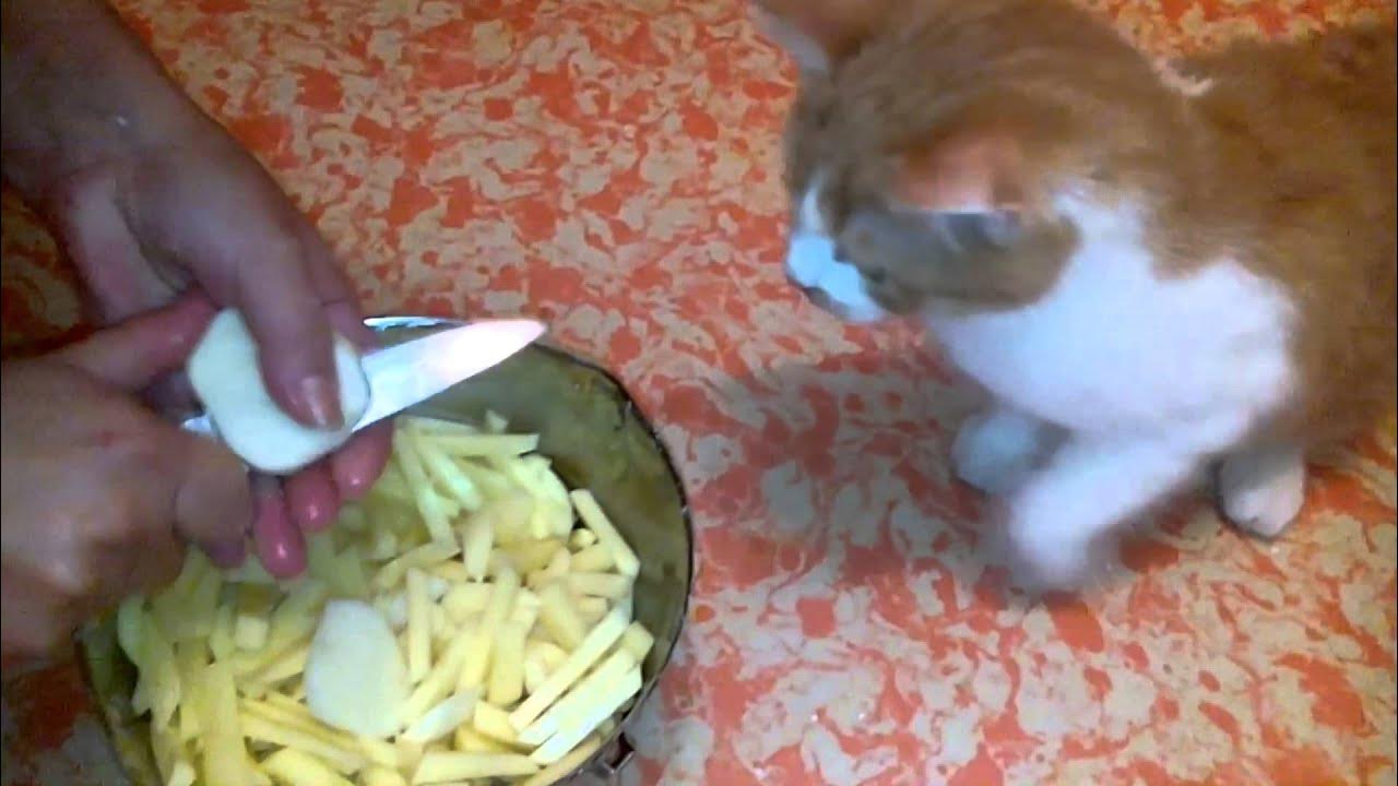 Котам можно картошку. Кот чистит картошку. Кот ест картошку. Кот ест картошку фото.