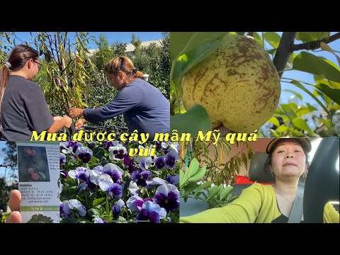 Video Nơi bán giống cây ăn trái ,Mua về trồng Có trái ăn... - youtube