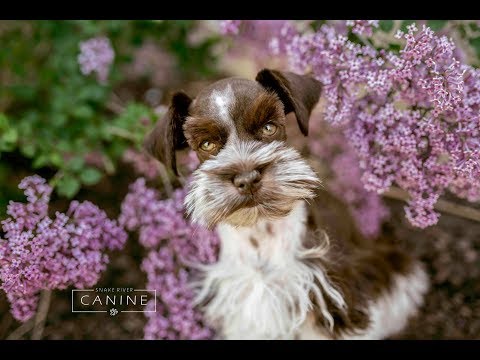 daisy-miniature-schnauzer-puppy-trained-older