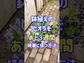 茎が伸びてしまった鉢植えのビオラをもう少しだけ楽しみたい時はこの方法👍😊 #ガーデニング #flowers #gardening #ビオラ #ガーデニングチャンネル