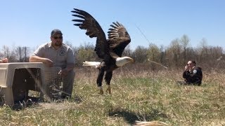 Injured Eagle Released