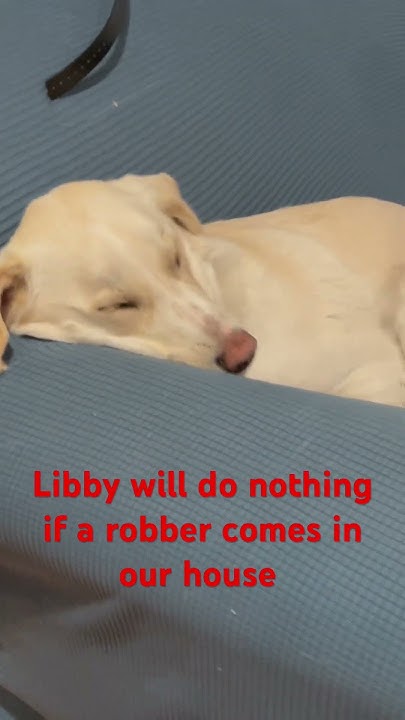 When Will I Get Doge Refund Can I get a refund #dog #puppy #funny #labrador #viral #trending - YouTube