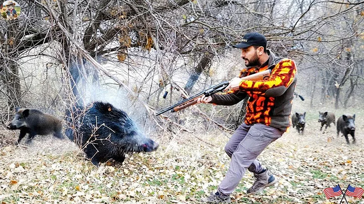 Invasive Wild Boar – How Farmer Protect His Farm from Invading Wild Boars