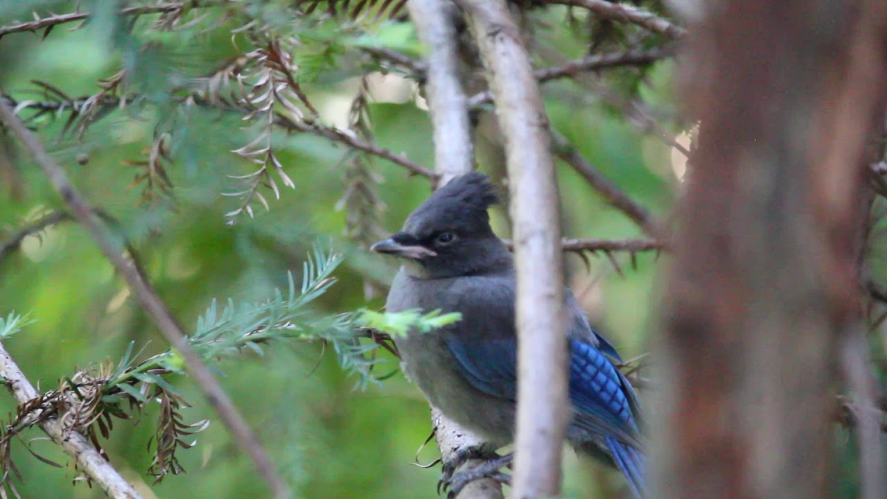 Stellers Jay Juvenile Perched On A Redwood Branch Youtube 