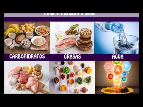 Los alimentos y sus componentes