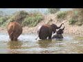 Elephants enjoy natural river bathing - ElephantNews